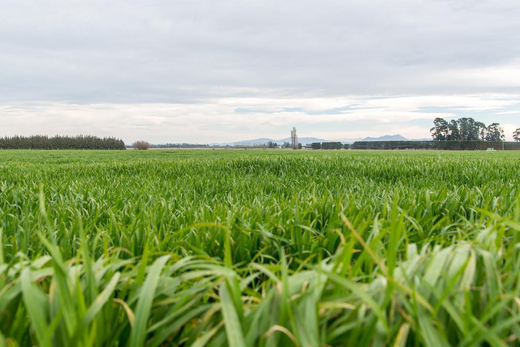 Riverfields Ashburton Extérieur photo